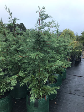 Leighton Green Conifers available in all sizes!