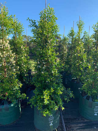 Syzygium Resilience in 100L bags are an instant hit!