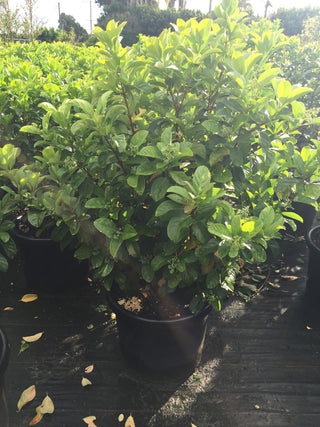 Sweet Viburnum Sale!