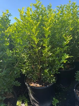 Why Hedge Plants Are So Popular in Sydney