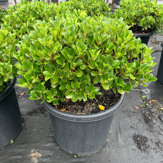 Rhaphiolepis Oriental Pearl 300mm & 400mm