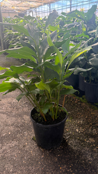 Alpinia nutans – Hardy Shell Ginger for Sydney Gardens