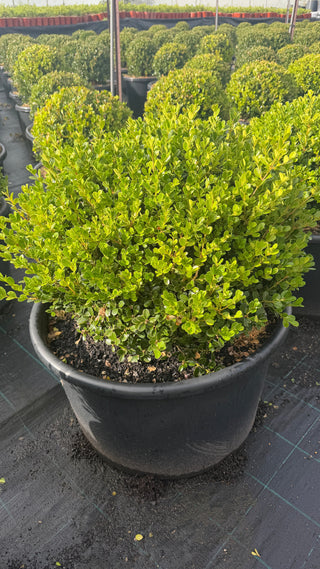 Huge Advanced Buxus Balls 650mm Squat Pots – The Biggest We Currently Grow