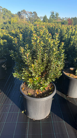 Snow Maiden 500mm Pots – Huge Advanced Hedge Plants