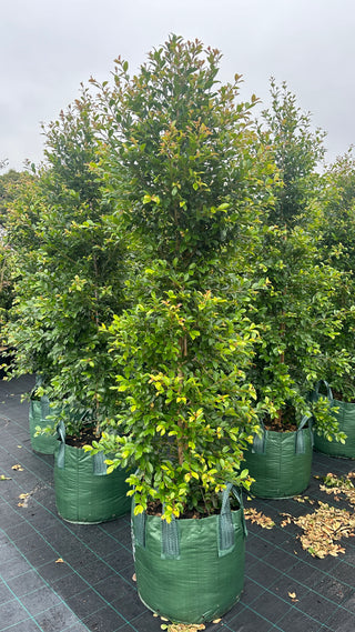 Syzygium Backyard Bliss 100L