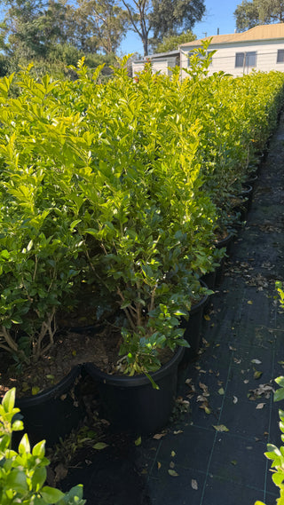 How to Care for Murraya Paniculata