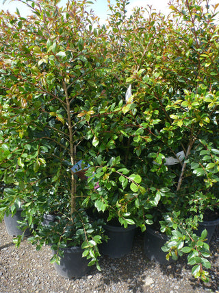 Backyard Bliss Lily Pilly is Back in Stock 300mm pots!