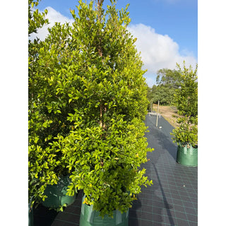 Acmena FireScreen 100L – Instant Privacy Hedge Sydney