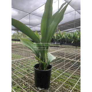 Cast Iron Plants – The Perfect Low Maintenance Indoor & Outdoor Plant for Sydney