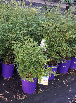 Bambusa multiplex Green Hedge (Bamboo) 200mm