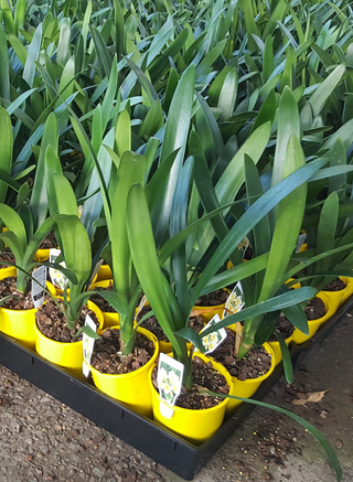 Clivea Yellow now available in small 140mm pots