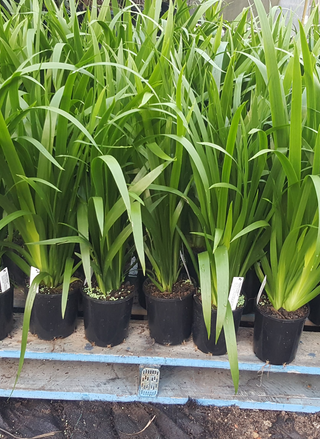 Neomarica gracilis (Brazilian Walking Iris) 140mm