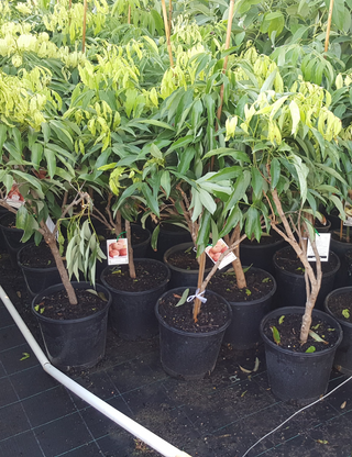 Lychee plant Large 250mm pots