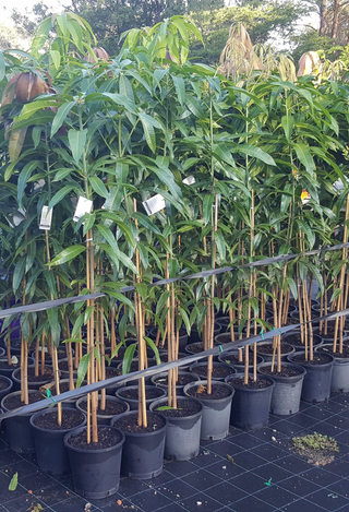 Large Mango Trees ! Mangifera indica Kensington (Mango) 250mm In Stock Limited Numbers