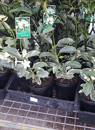Stephanotis floribunda variegata 150mm