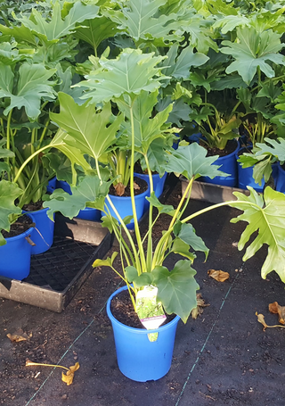 Philodendron Hope 175mm pots in stock for a limited time only!