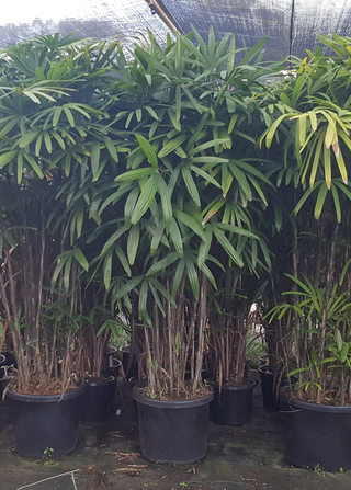 Rhapis palm XXLarge 500mm pot Rhapis excelsa