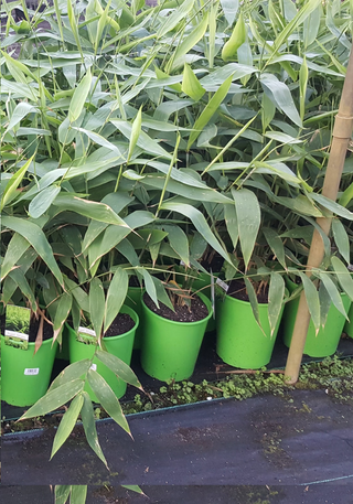 Thysanolaena maxima (Tiger Grass) 200mm