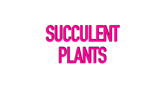 Succulent Plants