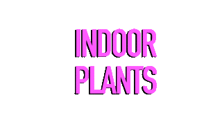 Indoor Plants