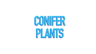 Conifers