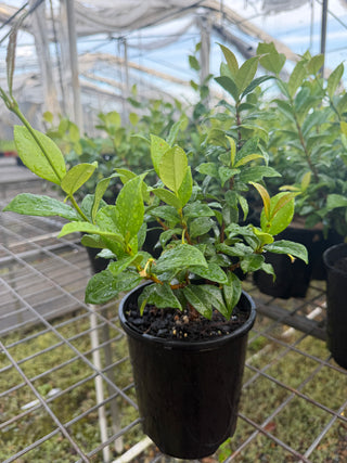 Chinese Star Jasmine Small 140mm Pot. Trachlespermum jasminoides