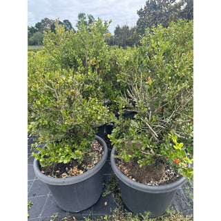 2NDS STOCK 10x Buxus Microphylla Japonica [Japanese Box] Extra Large 400mm Pot. Box Hedge. Plants