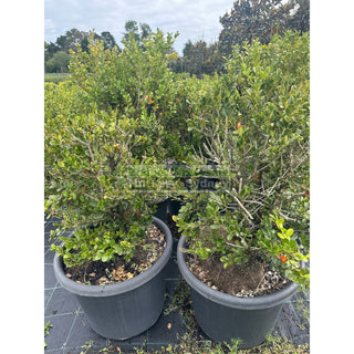 2NDS STOCK 10x Buxus Microphylla Japonica [Japanese Box] Extra Large 400mm Pot. Box Hedge. Plants