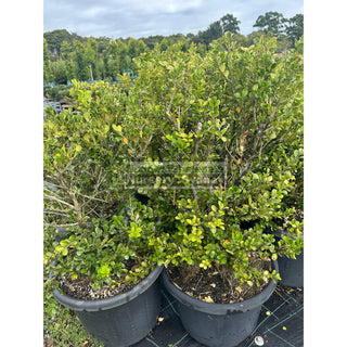 2NDS STOCK 10x Buxus Microphylla Japonica [Japanese Box] Extra Large 400mm Pot. Box Hedge. Plants