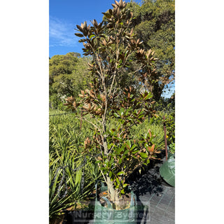 2NDS STOCK - Magnolia Little Gem 100L Advanced Plant LAST ONES - Plants
