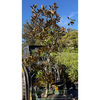 2NDS STOCK - Magnolia Little Gem 100L Advanced Plant LAST ONES - Plants