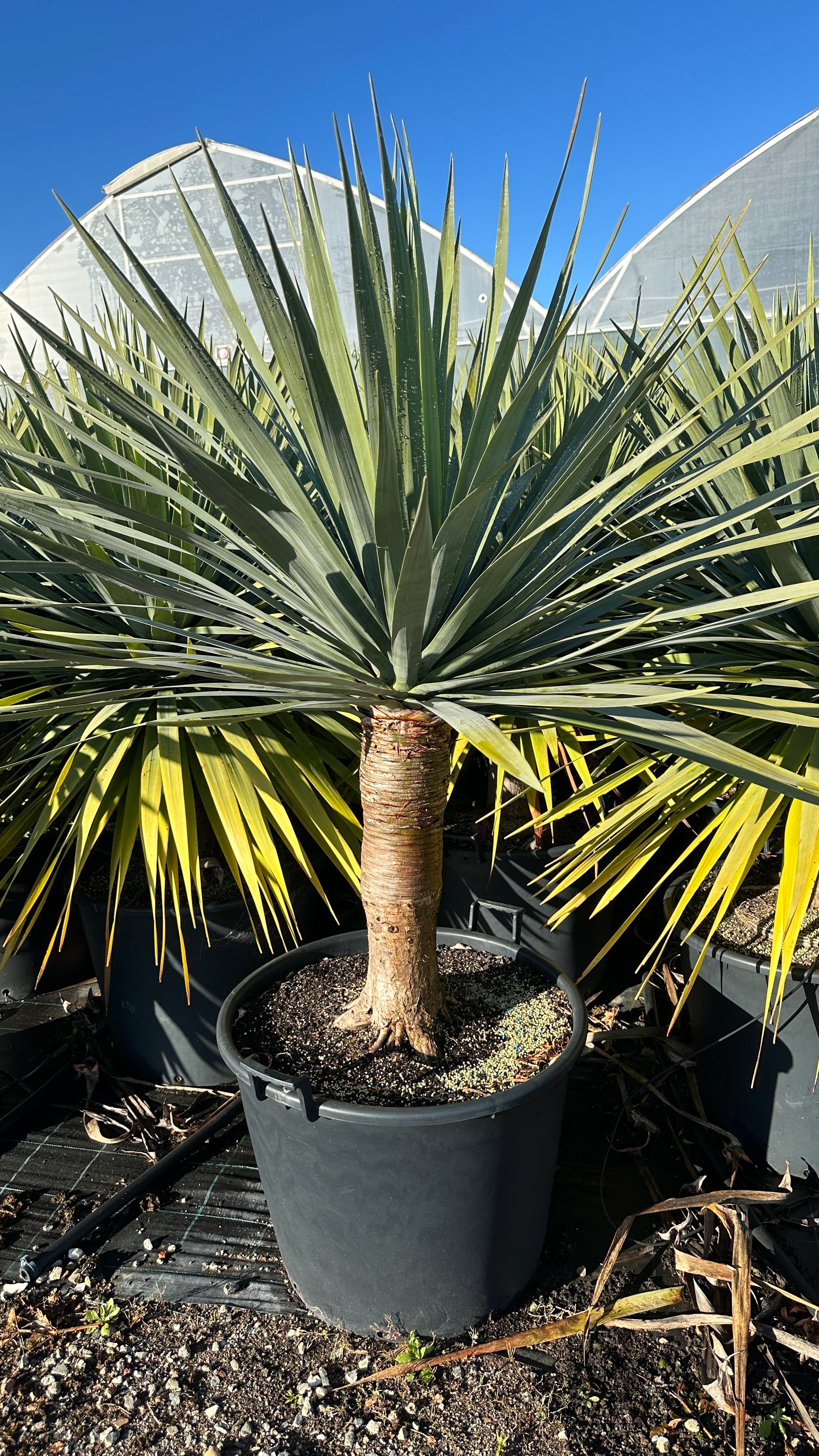 dracaena draco for sale Dracaena draco Dragon Tree 110Lt pot – BUDGET WHOLESALE NURSERY SYDNEY