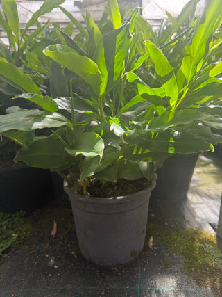 Alpinia nutans large 250mm pots - Dwarf Cardamom