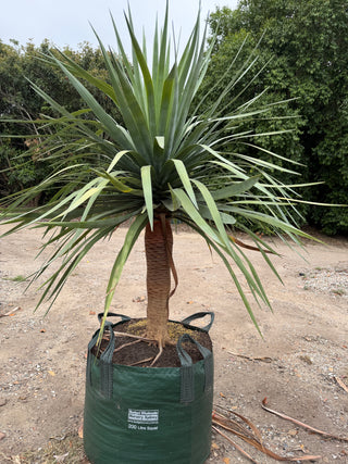 Dracaena draco Dragon Tree 200L bag