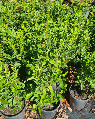 Viburnum Tinus 200mm Pot