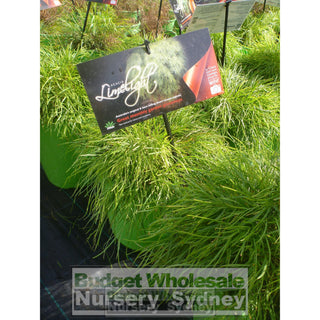 Acacia Cognata Limelight Wattle 200Mm Pot Default Type