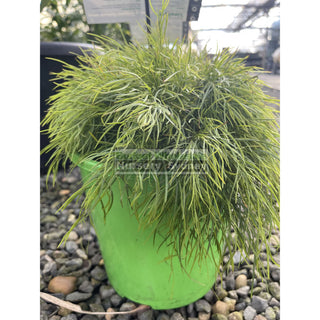 Acacia Cognata Limelight Wattle 200Mm Pot Default Type
