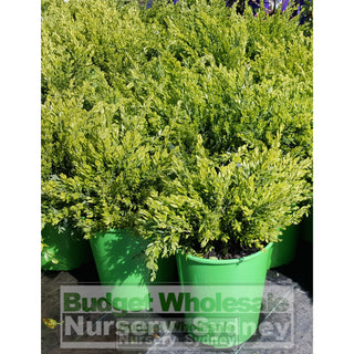 Acacia Howittii Honey Bun (Dwarf Wattle) 200Mm Default Type