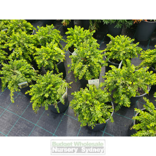 Acacia Howittii Honey Bun (Dwarf Wattle) 200Mm Default Type
