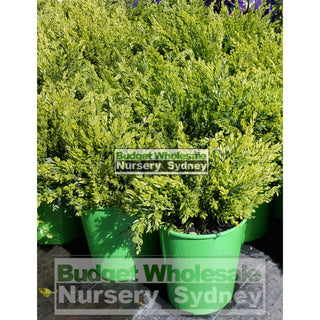 Acacia Howittii Honey Bun (Dwarf Wattle) 200Mm Default Type