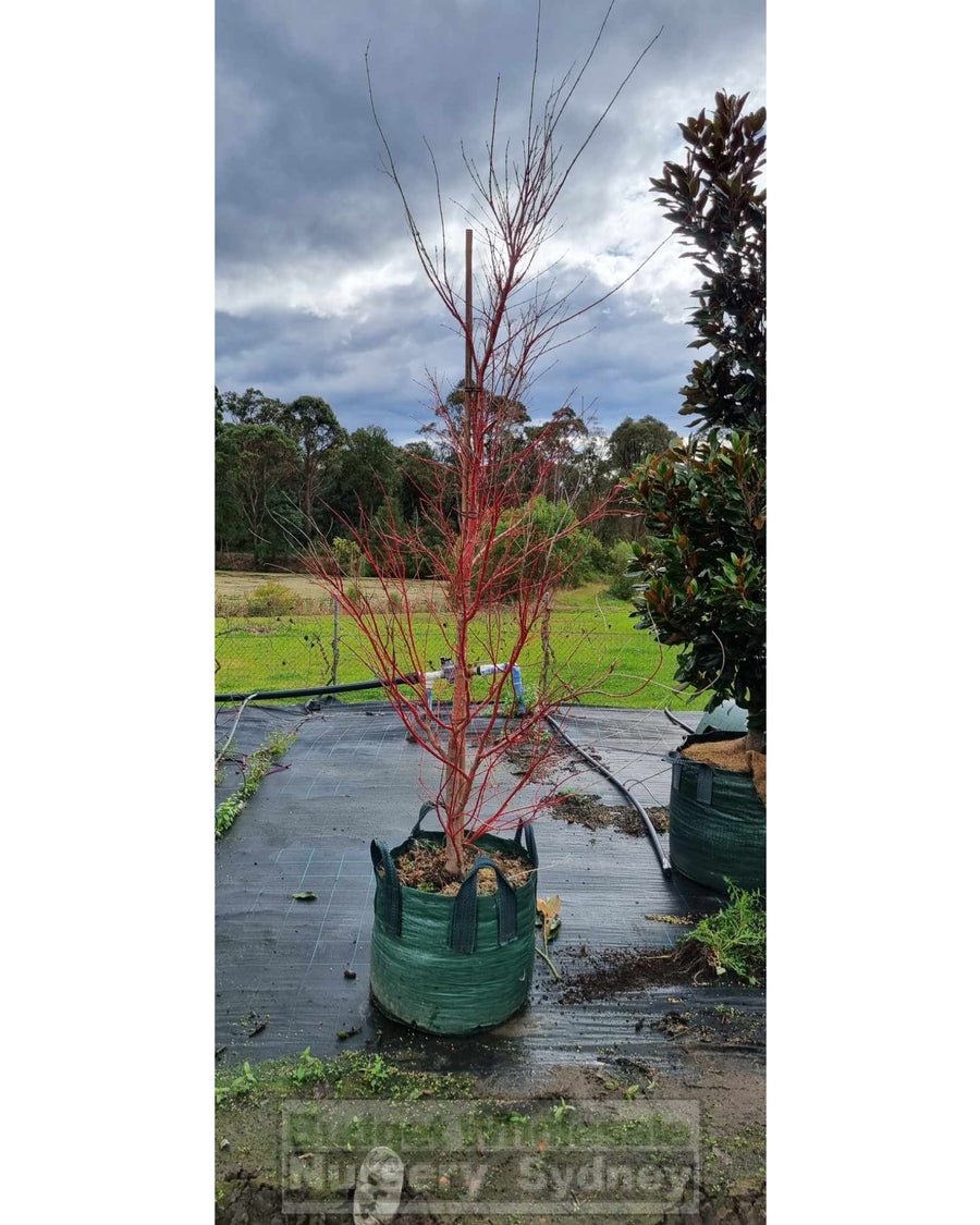 Trees – BUDGET WHOLESALE NURSERY SYDNEY