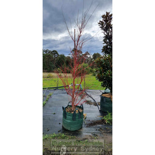 Acer Palmatum Sango Kaku Syn Senkaki 100Lt Default Type