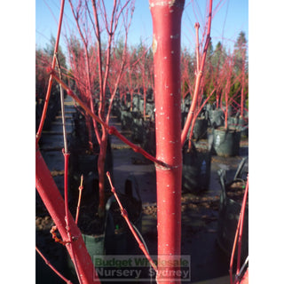 Acer Palmatum Sango Kaku Syn Senkaki 100Lt Default Type