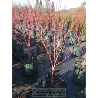 Acer Palmatum Sango Kaku Syn Senkaki 100Lt Default Type