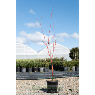 Acer Palmatum Sango Kaku Syn Senkaki 200Mm Default Type