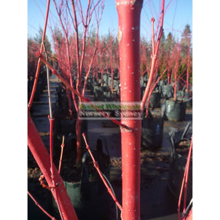 Acer Palmatum Sango Kaku Syn Senkaki 100Lt Default Type