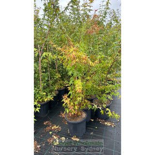 Acer Palmatum Sango Kaku Syn Senkaki 100Lt Default Type