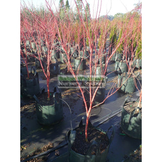 Acer Palmatum Sango Kaku Syn Senkaki 100Lt Default Type