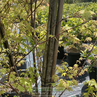 Acer Palmatum Sango Kaku Syn Senkaki 45L Bags / 400Mm Pot Default Type