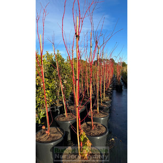 Acer Palmatum Sango Kaku Syn Senkaki 500Mm Pot Default Type